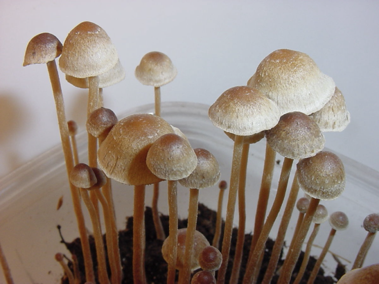 How Long Does Mushroom Pinning Take