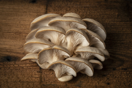 Oyster mushrooms are considered to be among the fastest growing mushroom types. They can be harvested every 7-14 days.