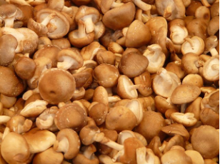 Shiitake is common in eastern asia and are well known for their health benefits.