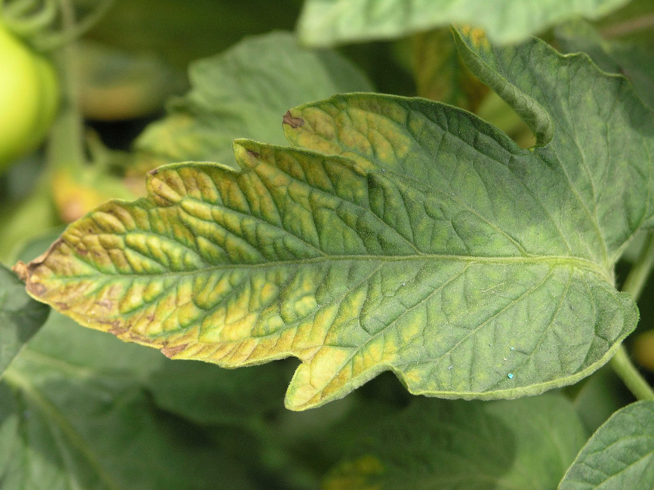 Potassium-deficiency symptoms on a tomato leaf