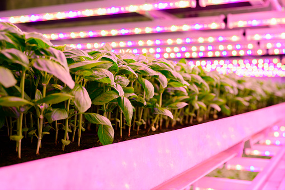 Herbs and other plants used in food such as basil are nowadays often also grown in hydroponic systems.