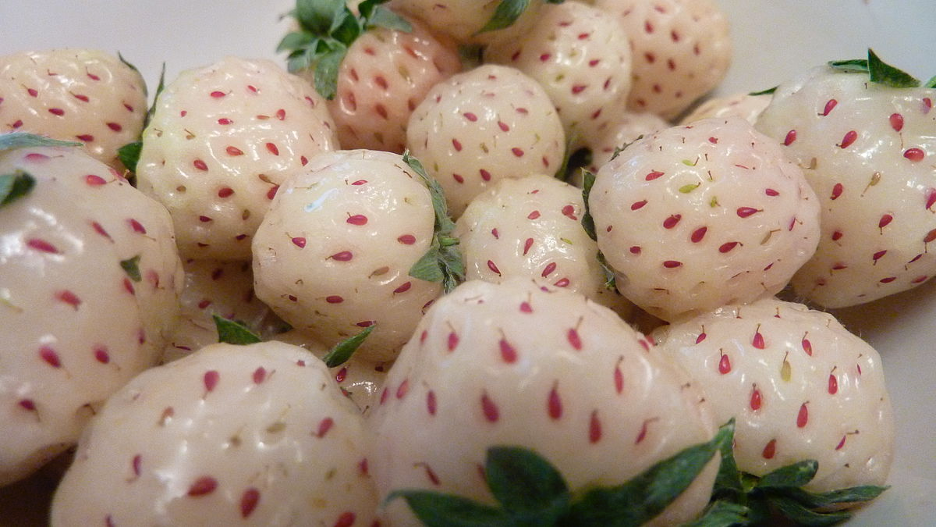 White strawberries are super popular in Japan and supposed to be tastier than red strawberries.