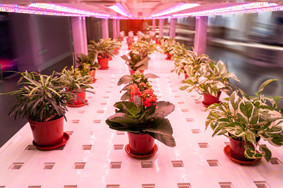 In hydroponic systems plants directly grow in water. Pots or other elements are used for stabilisation of the plant. Together with grow lights this allows for very space efficient indoor growing.