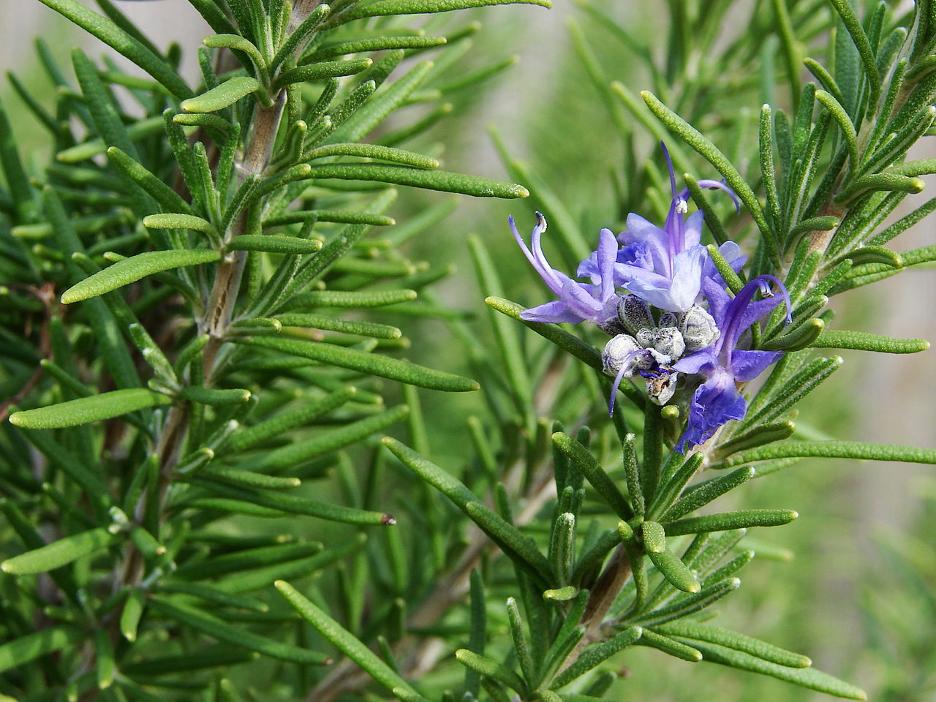 The leaves of the trailing rosemary plant are very green if enough water is provided. The plant is also known as creeping rosemary.