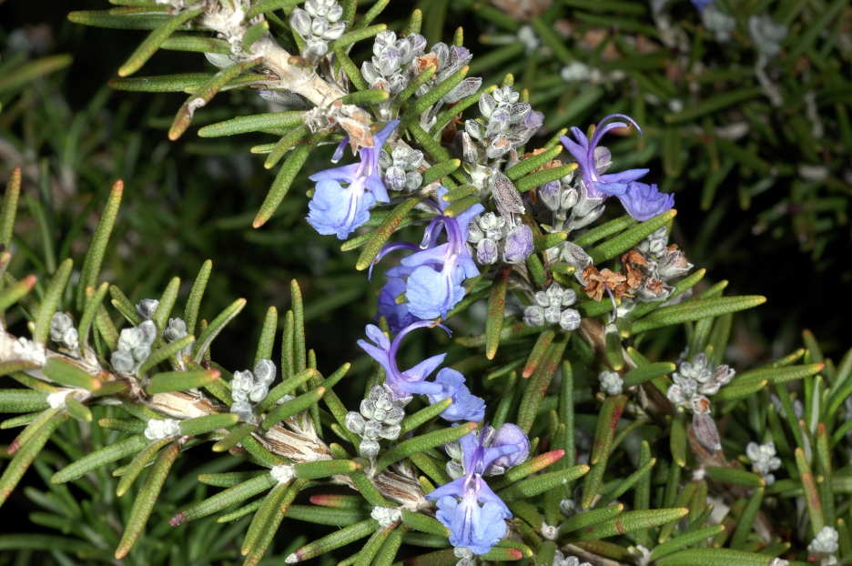 Picture of a trailing rosemary plant with flowers.