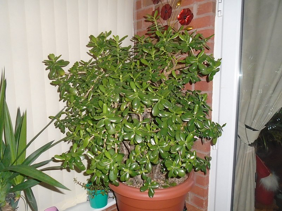 Jade plants are common in South Africa regions and used to desert like conditions with low humidity. With its capability to cope with humidity levels of 30% it's a great fit for dry homes.