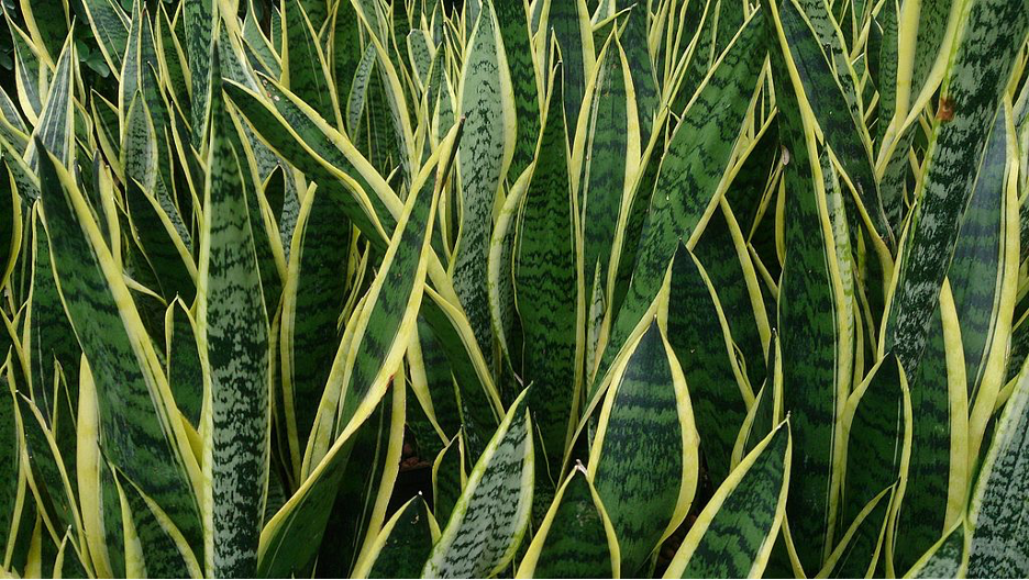 The Snake Plant is similar to the Jade Plant found in the African regions and therefore also used to lower humidity and desert like conditions. It's one of the lowest maintenance plants for your home.