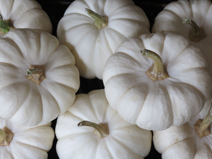 White pumpkins a few days after harvesting. They look like regular pumpkins but have a very distinct white coloring.