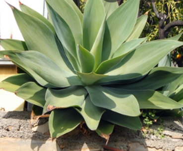 Agave plants can survive in hot and dry environments. 