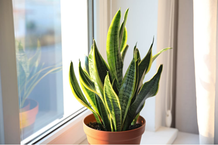 The snake plant is a very popular indoor plant as it's very easy to care care of it and it's very resistant.
