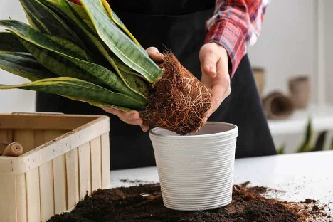 Be careful when you repot the snake plant to not damage it's roots.