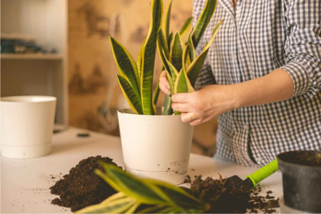 You can have many snake plants in a single pot. 