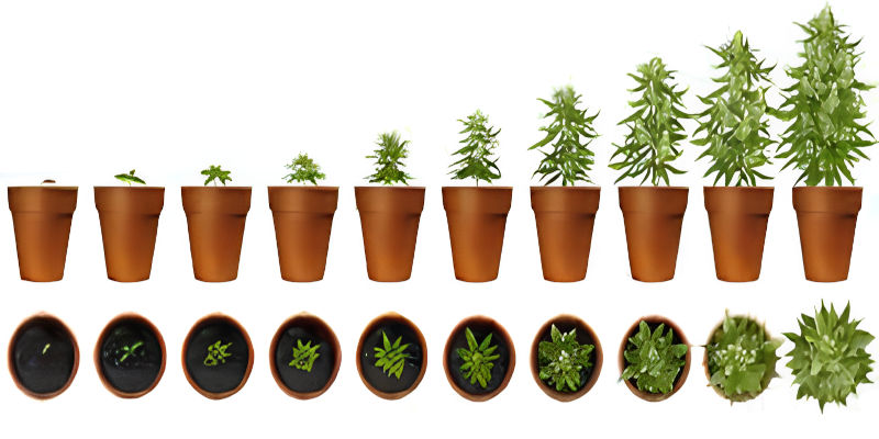 Cannabis growth stages. Once the plant is too large for the pot you should repot or put it into soil in your garden.