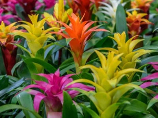 Bromeliads are tropical plants that come with very colorful flowers.