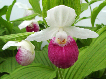 The Ladies' Slipper Orchid blooms are fashioned like slippers.