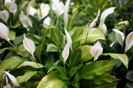 The Peace Lily is among the most popular houseplants with its white blossoms.