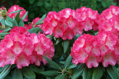 Azaleas produce beautiful flowers in spring.