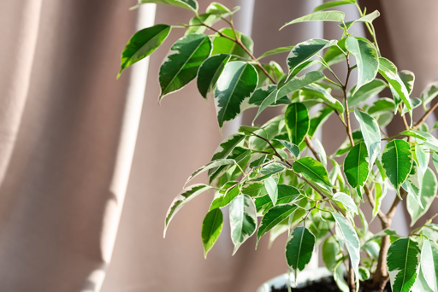 The Weeping Fig is one of the few indoor trees that suits every home.