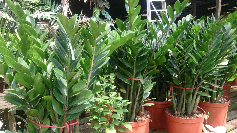 The Zz plant, also called Zamioculcas or Zuzu plant is an Araceae. These plants originate from southern part of Africa.