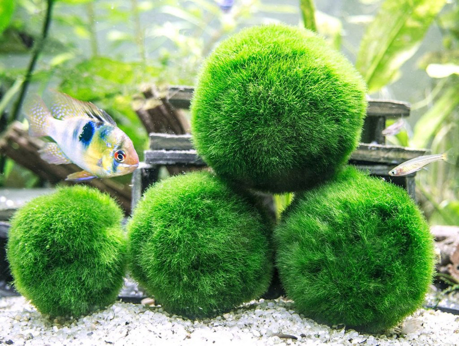Marimo Moss Balls are great underwater plants for your apartment. 