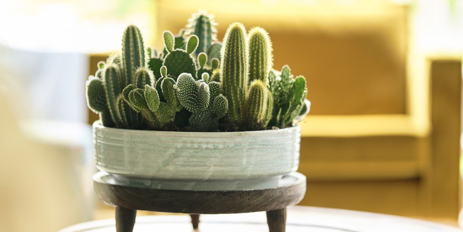 Cacti or Succulents are often beginner friendly as they don't need much water and caretaking.