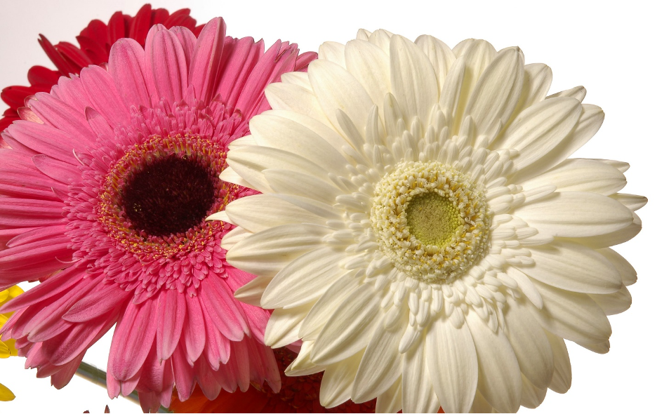 Gerbera Daisy is a very special plant that releases Oxygen at night.