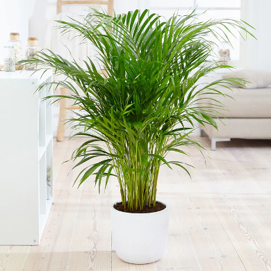 Areca Palms fit great into any room. Their leaves can clean the air and keep the humidity in the room.