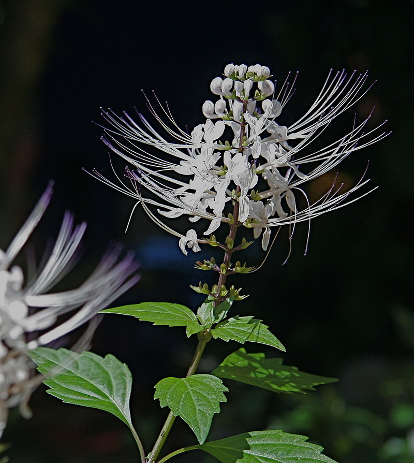 Complete Guide to Grow the Duck Flower Plant