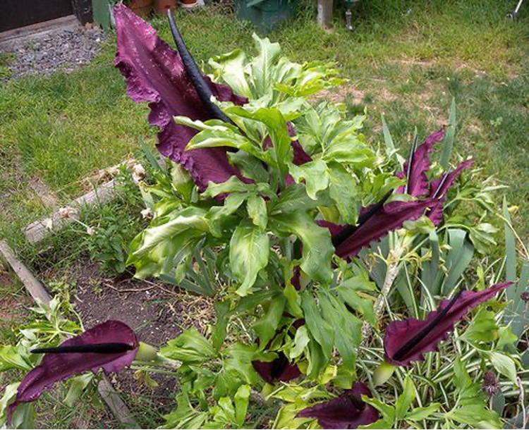 Dragon Lily plants can be grown both indoors and outdoors. The plant can grow up to 3 feet (1 meter) and blooms for only 1-2 days a year after which the flowers slowly go away over the next weeks.