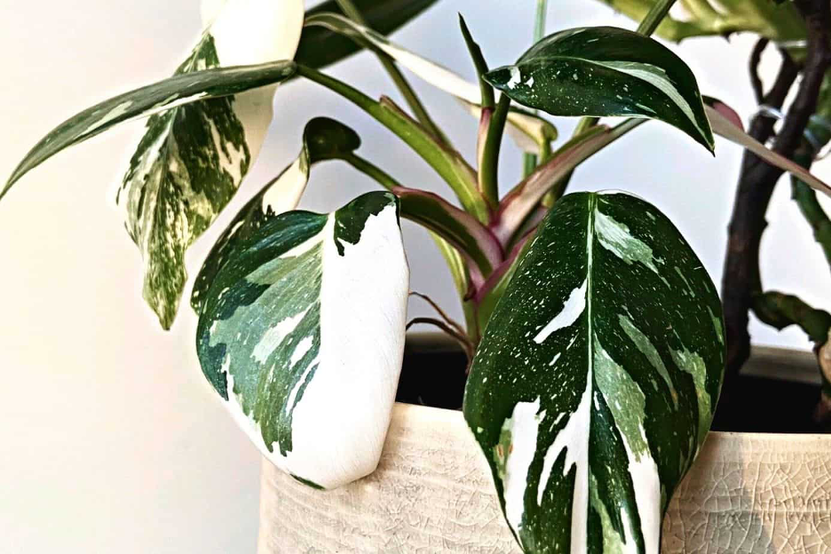 The white princess philodendron has gigantic leaves. 
