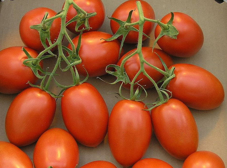 Image of Romana tomatoes.
