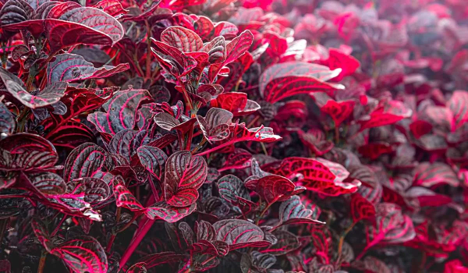 The Bloodleaf Plant is known for its lovely purple leaves. The plant is a member of the Iresine genus.