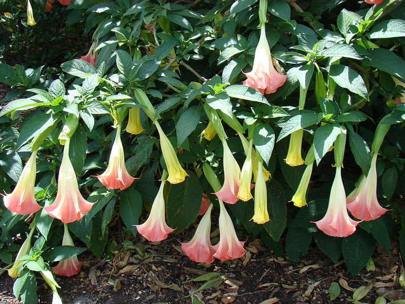 Image showing Angel Trumpet plants growing in Florida.