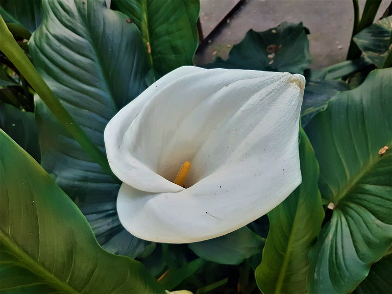 Image of a giant white Arum Lily.