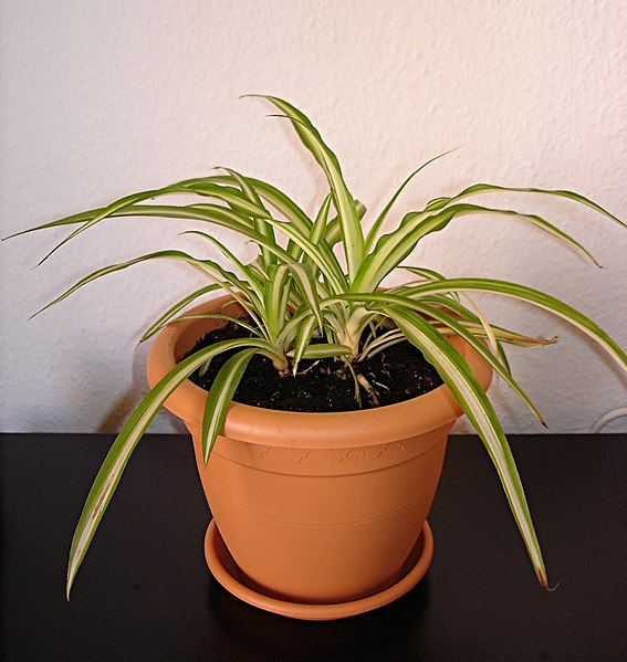 Two young spider plants in a pot.