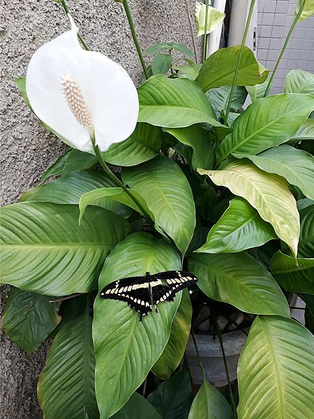 Peace Lily plant with a blooming flower and a butterfly.