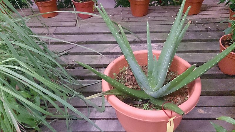 A small Aloe Vera plant growing in a pot.