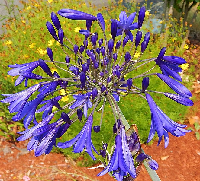 African Lily in a park in Washington.