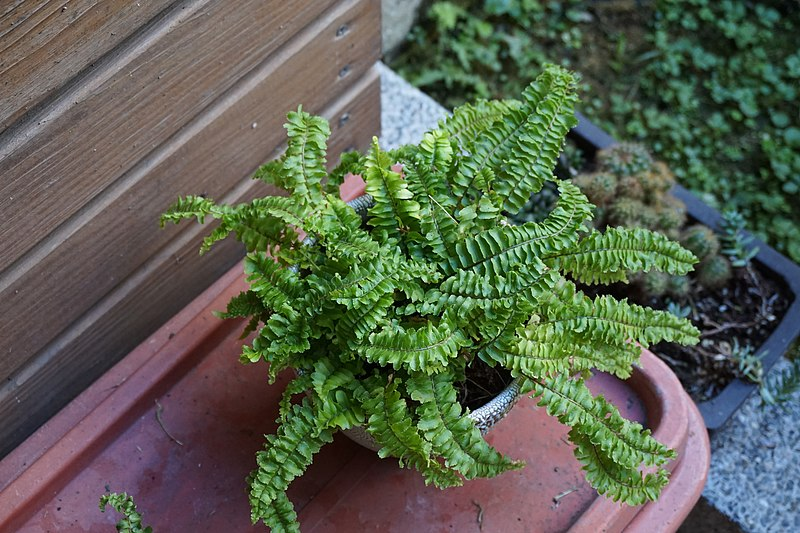 Boston fern plants can grow quite large. Make sure to repot them if they get too big.