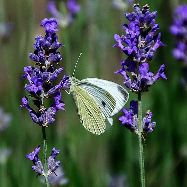 Lavender plant with a butterfly on it.