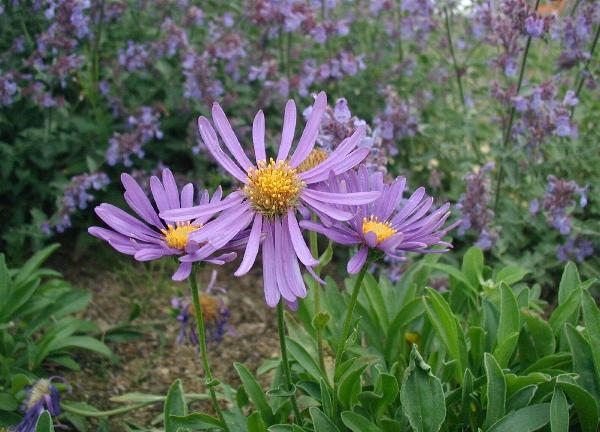 Image of Aster plants.