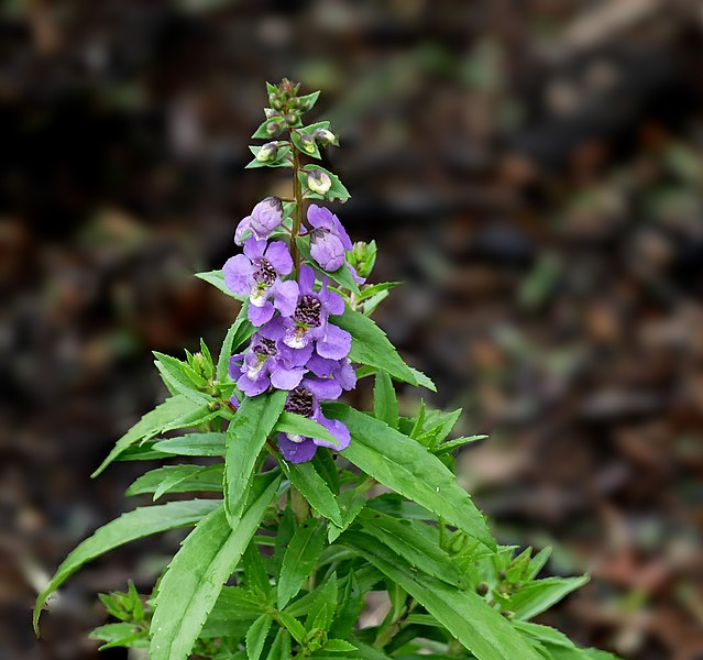 Angelonia, also known as summer snapdragon in Mexico.
